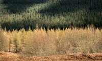 pine trees pattern,Ireland