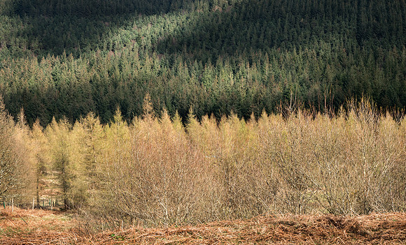 pine trees pattern,Ireland