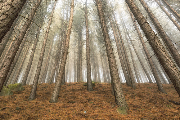 Pine trees v