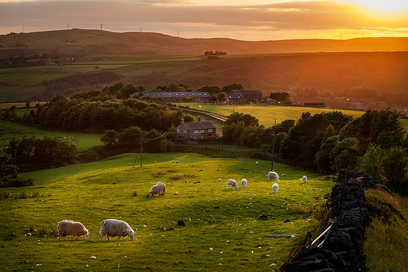 Sheep grazing in Peak  District England