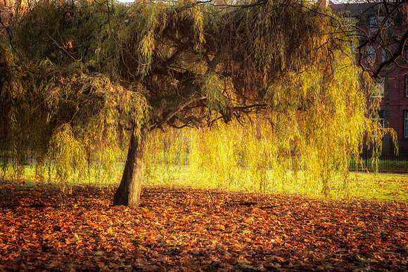 Autumn Tree England UK