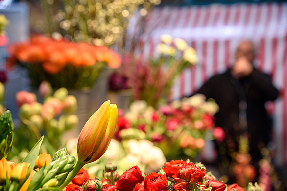 Flower Market UK