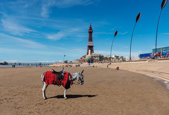 Donkey rides - Blackpool beach England