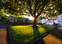 Sunlight through tree
