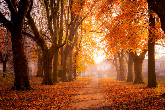 Colorful trees in Park